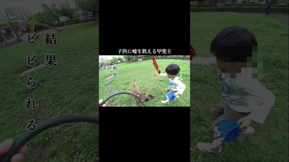 子供に嘘を教える甲斐主 #甲斐犬 #柴犬 #youtubeshorts 子供に嘘を教える甲斐主 #甲斐犬 #柴犬 #youtubeshorts