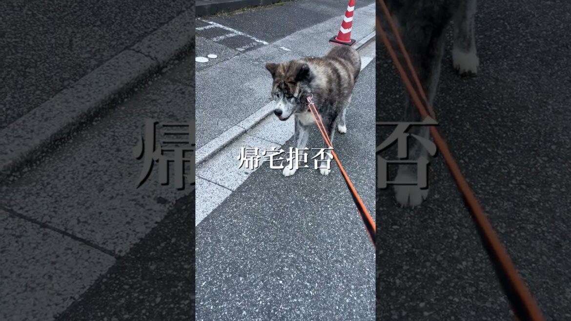 秋田犬秋馬・帰宅拒否。しかし何故かしゃがむと…。 #akitainu #shorts #虎毛 #秋田犬