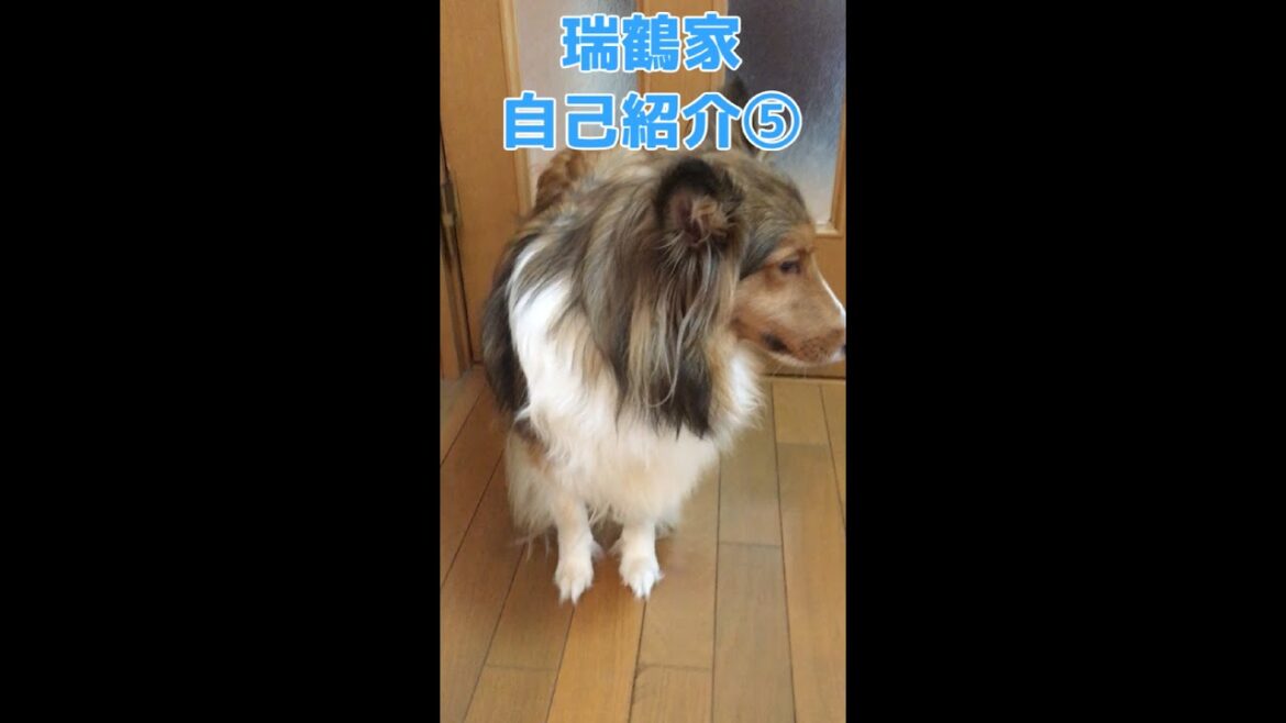 【シェルティ】島風の自己紹介 #Shorts 【シェルティ】島風の自己紹介 #Shorts