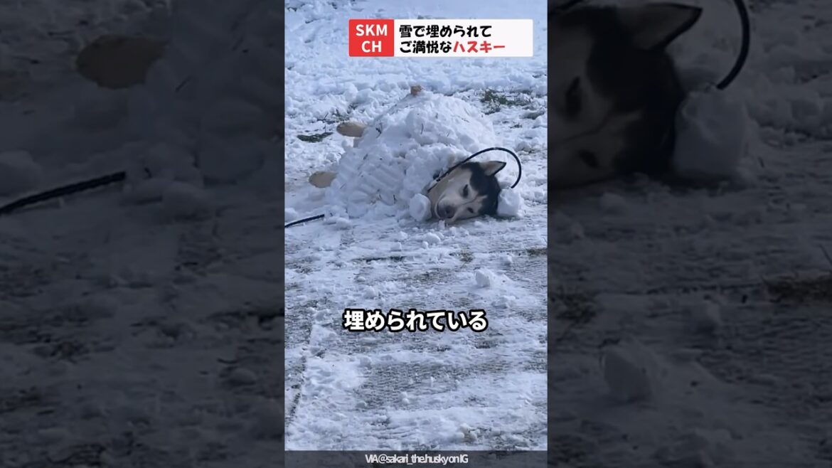 雪で埋められているハスキー