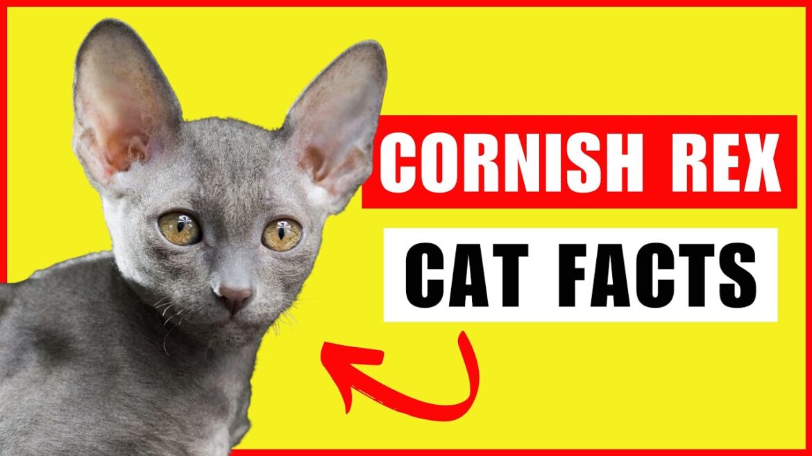 Cornish Rex Cats 101 - Everything You Need to Know!