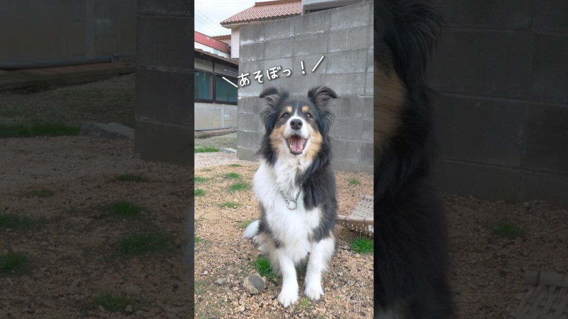 お庭ドッグランが楽しくてニコニコのボーダーコリーが可愛い　#ボーダーコリー #dog #bordercollie