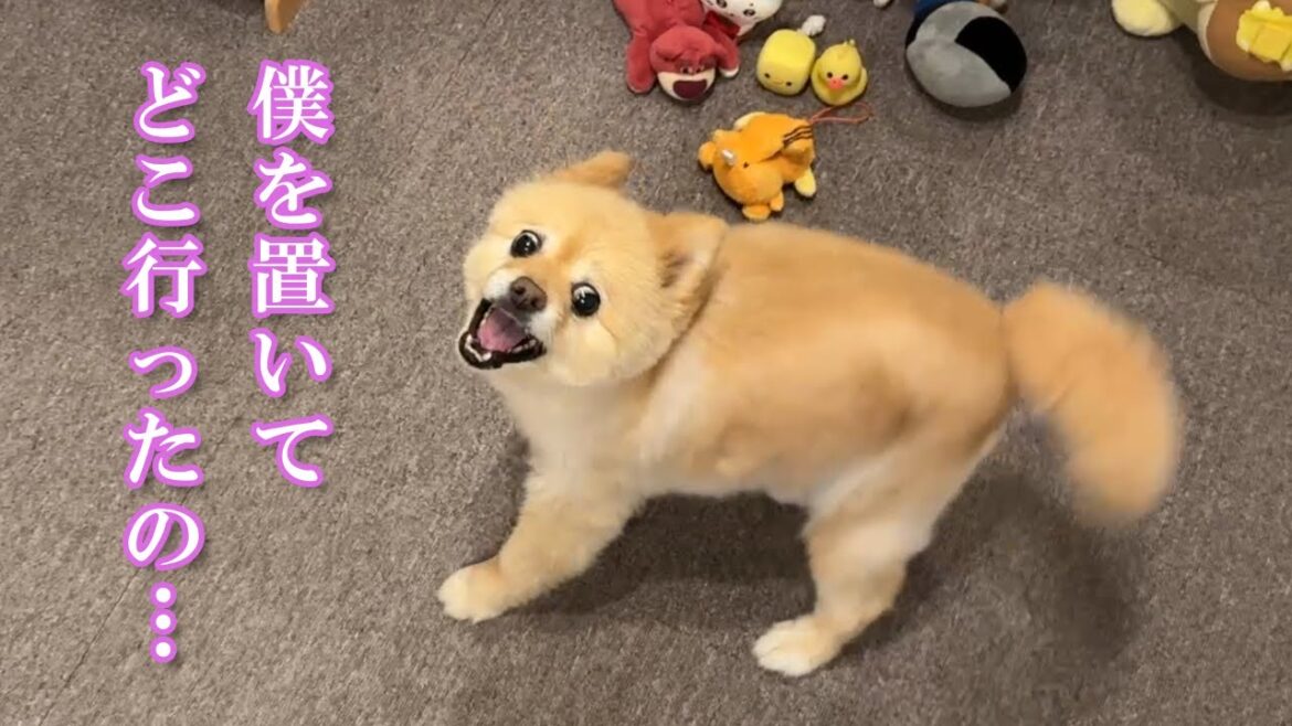 【お留守番】飼い主の帰宅に興奮を抑えきれない愛犬が可愛い…笑