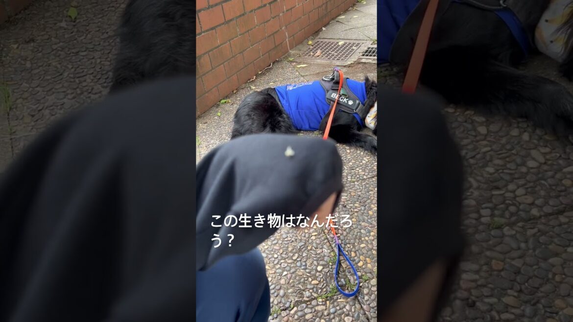 不思議な生き物　#フラットコーテッドレトリバー #フラットコーテッドレトリーバー #フラッティ #黒犬 #大型犬