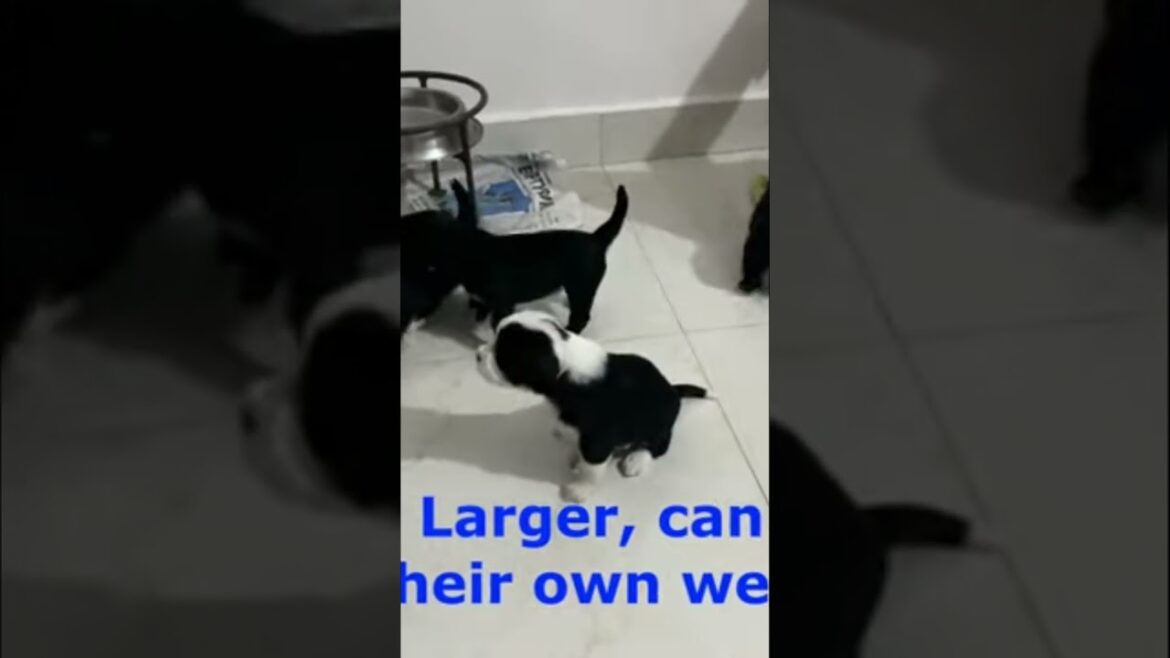 Fluffy Bernese Puppies Grow Big & Strong! Liquid Food Power!