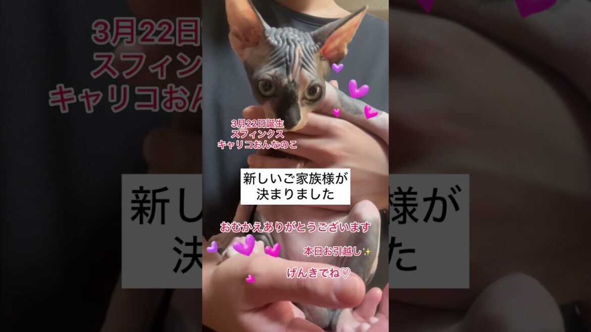 スフィンクスおんなのこ新しいご家族様が決まりました#shorts #スフィンクス #スフィンクス猫 #sphynx