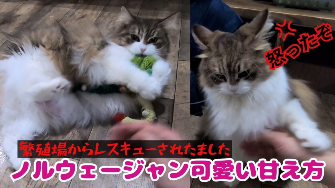 繁殖場からレスキューされたノルウェージャンフォレストキャット優しい威嚇とへそ天で甘える（保護猫カフェ猫の木）Norwegian Forest Cat rescued from a puppy mill