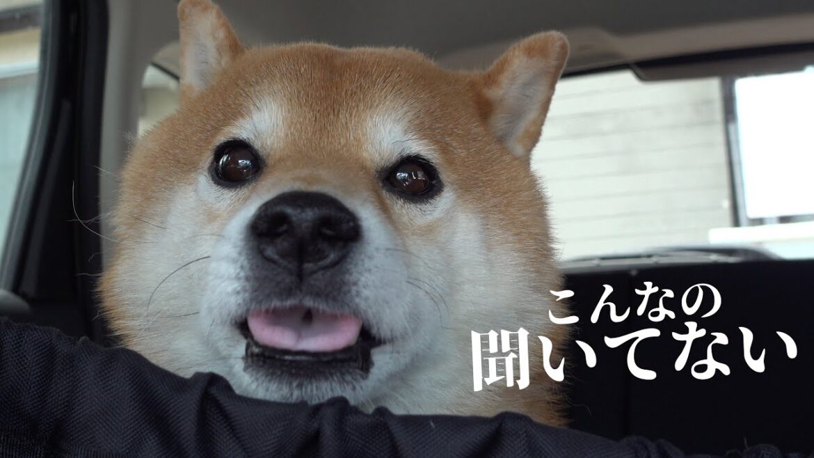 柴犬は病院行きを確信すると魂が抜け犬語で猛クレームを入れました。 柴犬は病院行きを確信すると魂が抜け犬語で猛クレームを入れました。