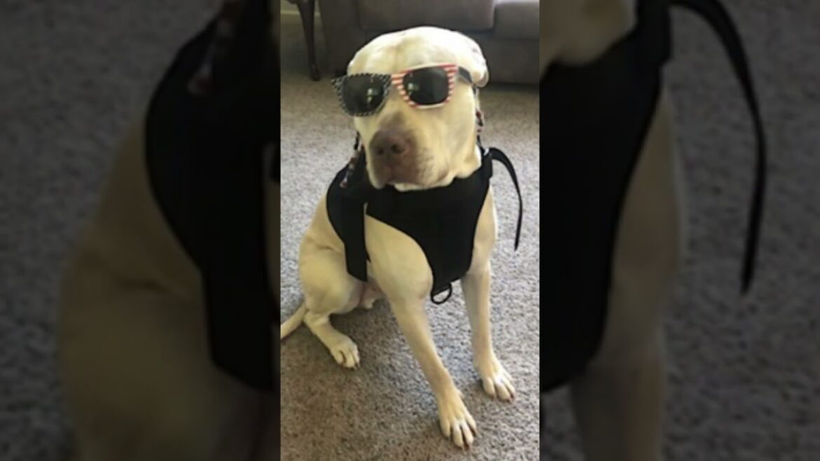 Meet Champ! 🐕 A 6 y/o Staffy/Boxer Mix from Wisconsin who is looking for his new home! 🐾