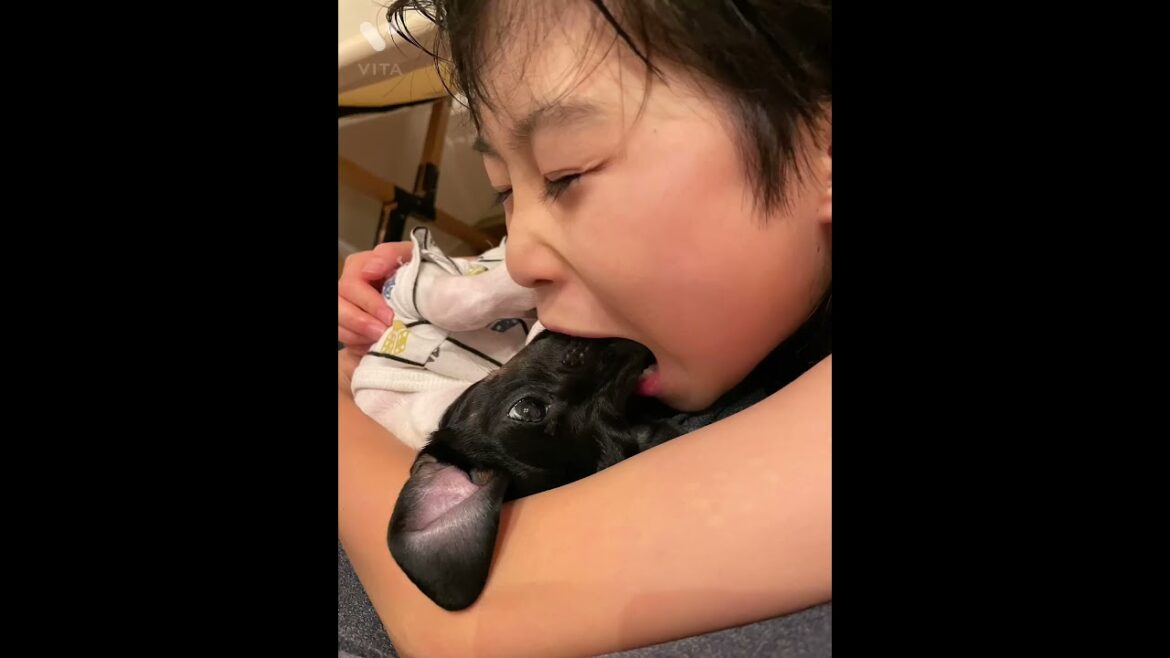 ★娘よ、そこまでやるんか★ #shorts #dog #en_dog #japanesedog #japaneseterrier