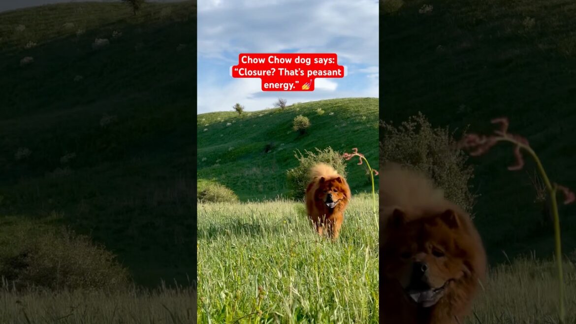 Do all chow chow dogs walk past you like you’re not the main character? 😅 #chowchow #dog #pets