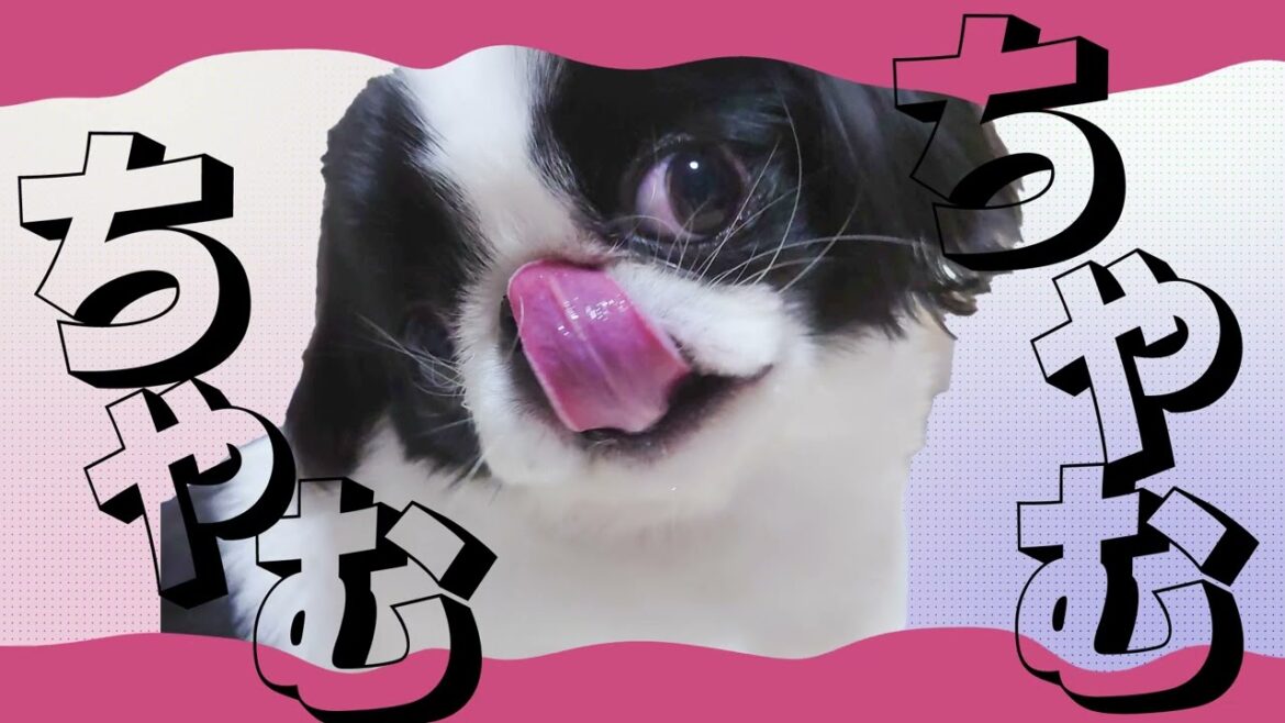 ちゃむちゃむのテーマソング #狆