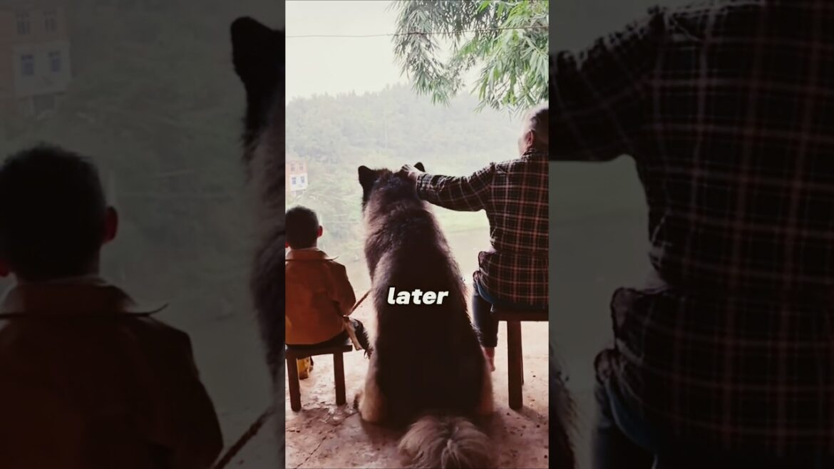 "Grandma’s Secret That Made the Dogs Never Want to Leave"