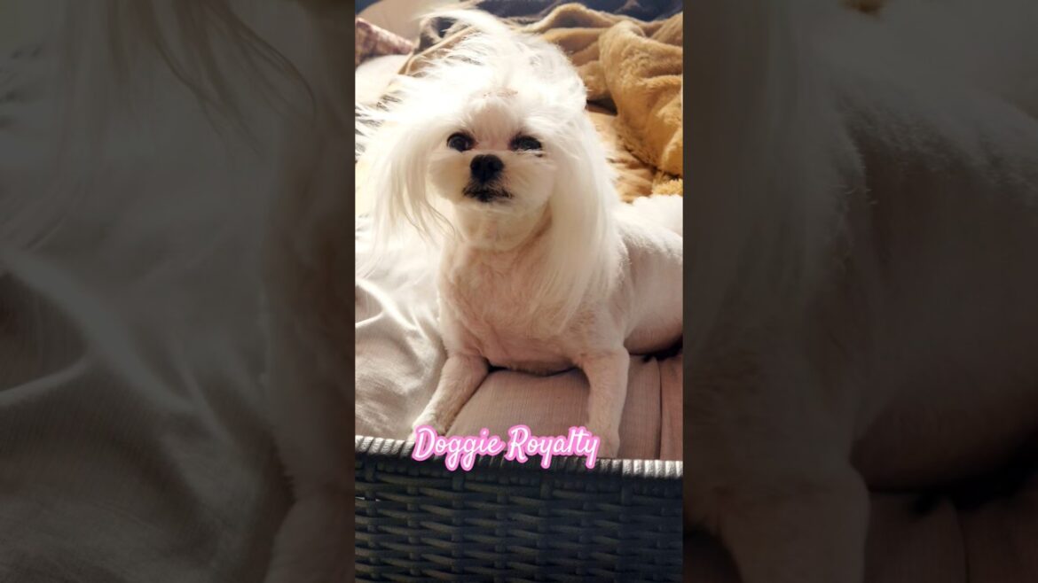 Pretty Little Maltese Dog💕 #dog #cute #doglove Pretty Little Maltese Dog💕 #dog #cute #doglove