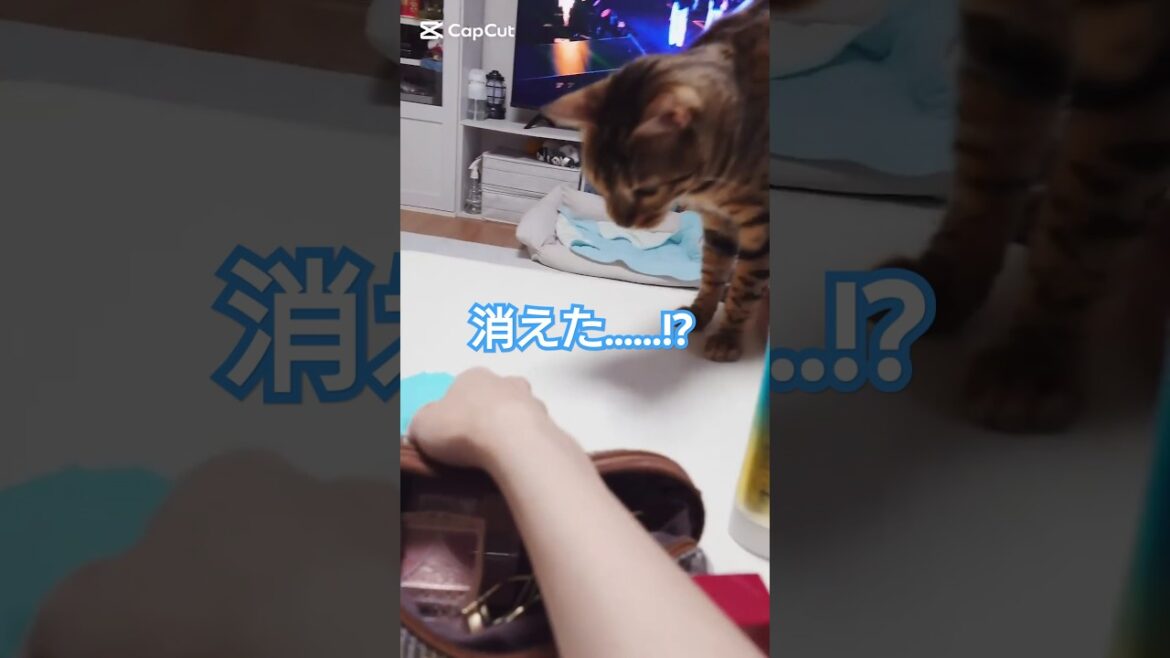 消えた……!? #猫 #猫動画 #猫のいる暮らし #ベンガル #cat #fyp #shorts #short