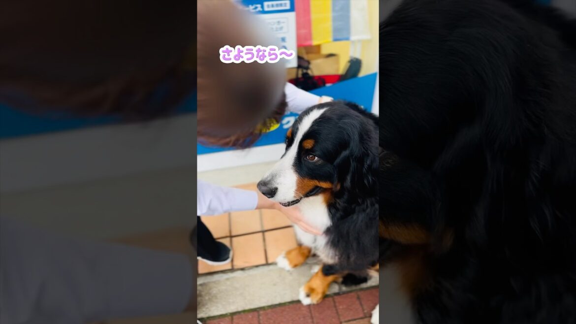 大好きなお姉さん❤️とのサヨナラが寂しいバーニーズ🐾