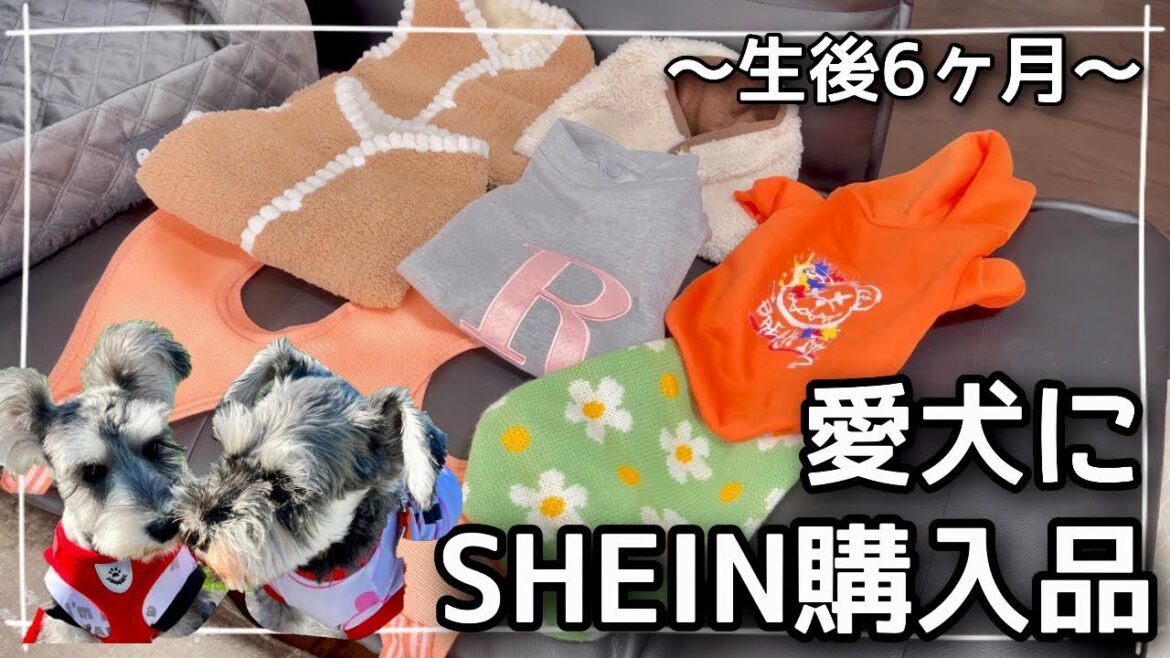 【犬服SHEIN購入品】シュナウザー子犬に冬用アイテムをプレゼント🎁