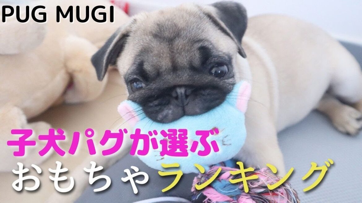 子犬パグが選ぶ犬のおもちゃランキング♪ 子犬パグが選ぶ犬のおもちゃランキング♪