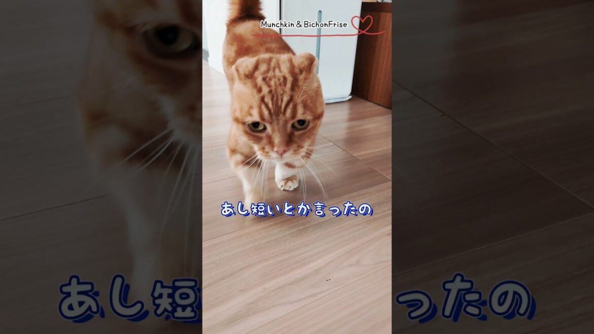 【マンチカン】あし短いとか言ったの誰や？ 【犬と猫、両方飼ってると毎日かわいい♥】