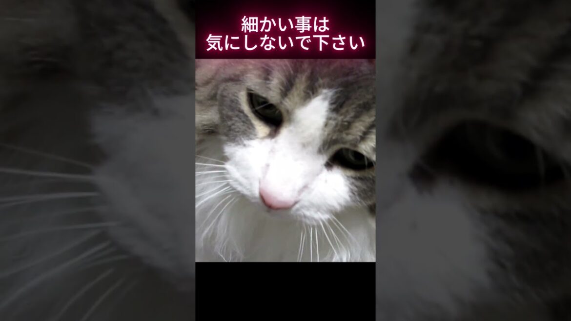 モンスラを愛する猫 #ノルウェージャンフォレストキャット＃有害植物＃モンステラ＃観葉植物