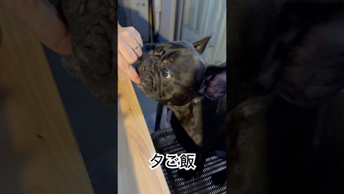 ベランピングで夕ご飯中のフレンチブルドッグ🐶#frenchie #frenchbulldog #frenchbulldoglife #shorts