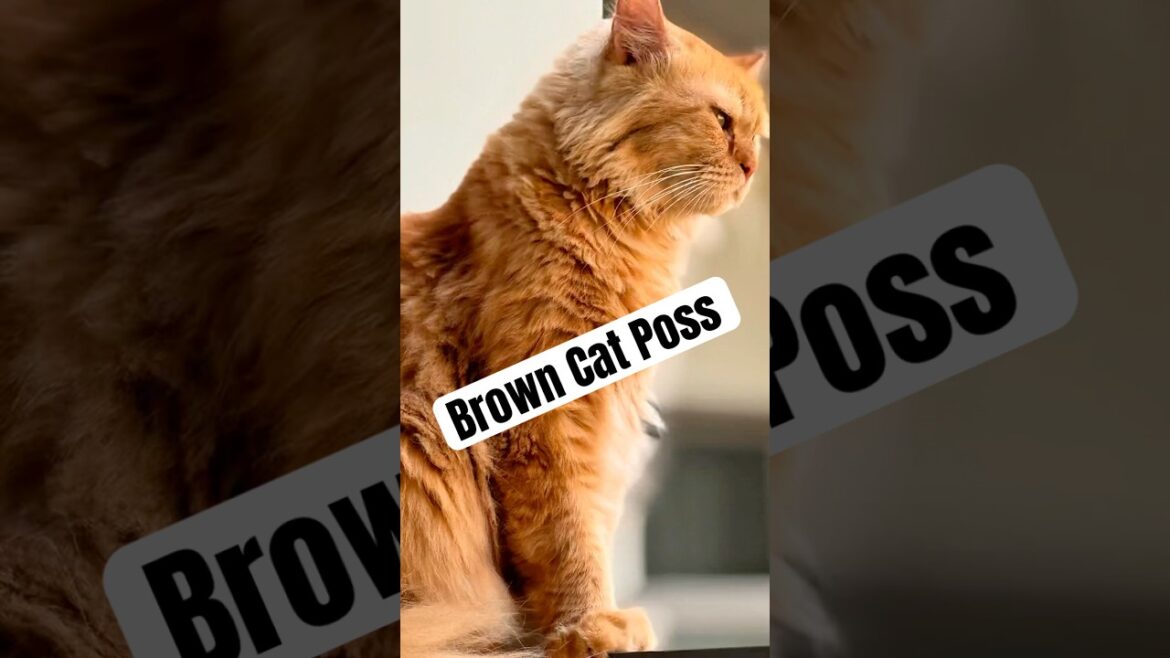 Simple brownie poss #cat #king