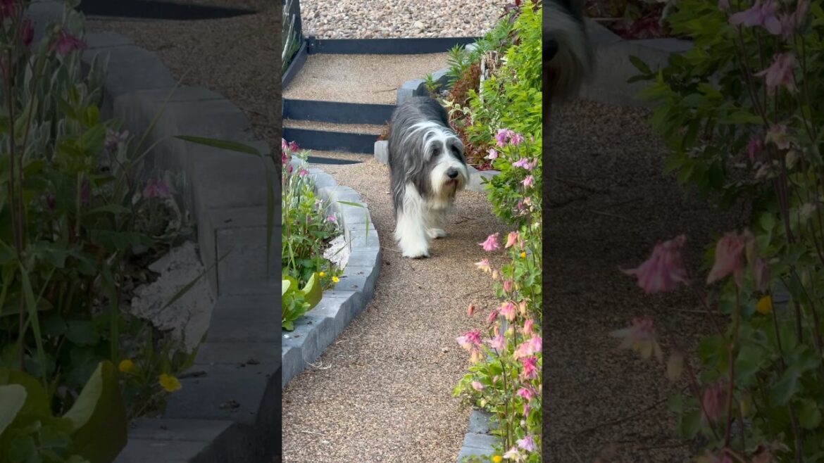 Checking out his garden!  #dog #collie #beardedcollie #doglife #shorts