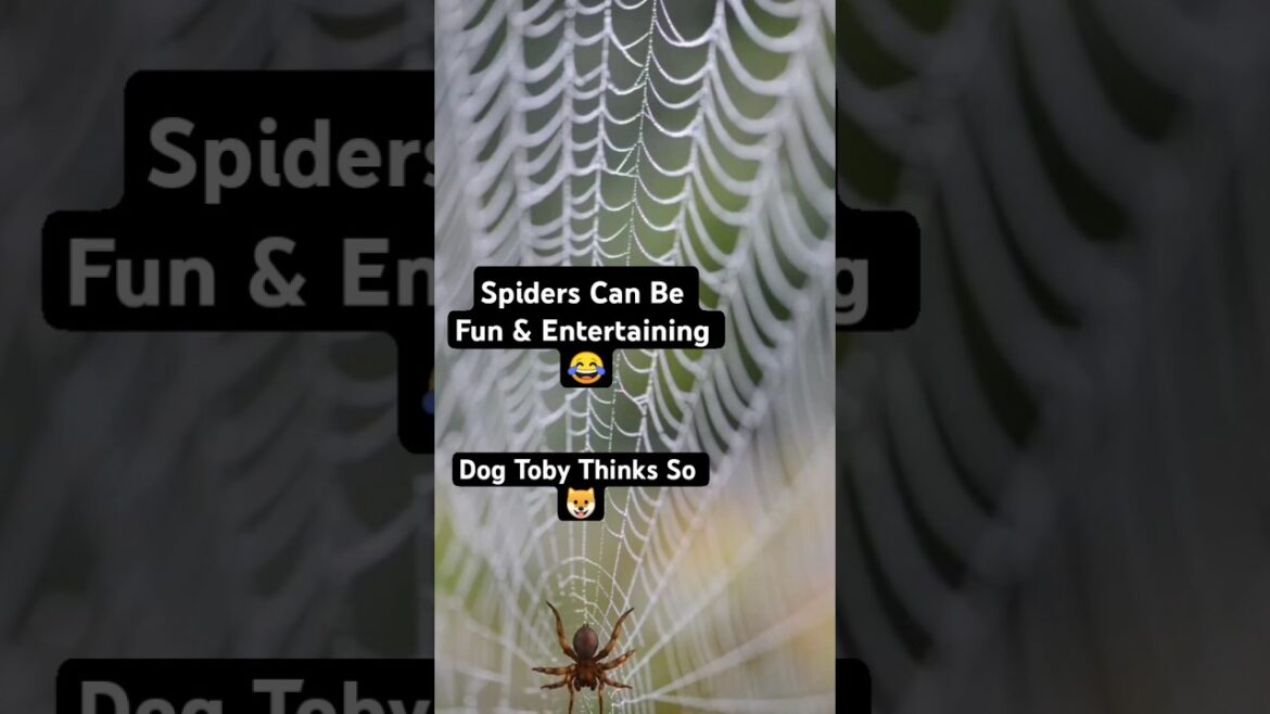 Spider Dance & A Cute Dog 🐶 #spider #spiderdance #cutedog #humor #humour #funnyshorts #dogloversdog