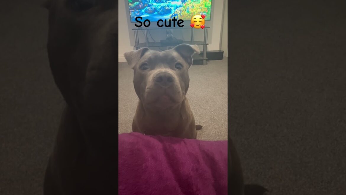 Best Dog Breed