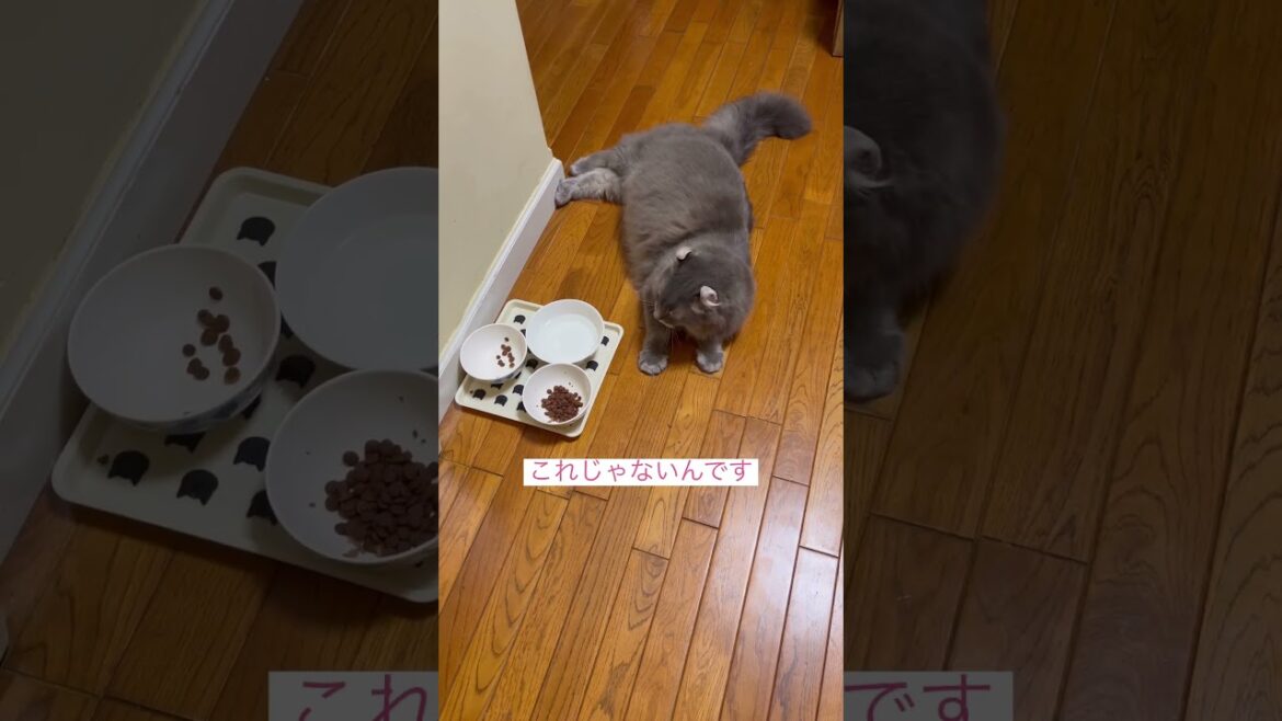 お願い #ねこ動画 #アメリカンカール  #猫動画 #猫のいる暮らし #猫動画