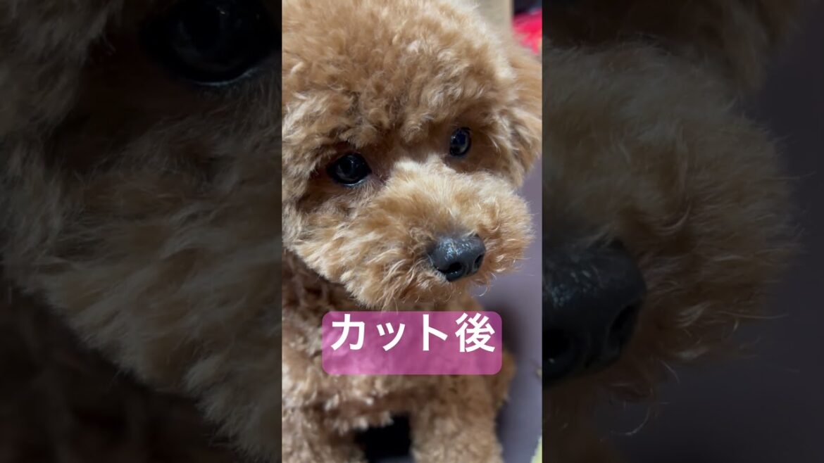 トリミングしたよー！　#トイプードル         #癒し  #可愛い  #トリミング  #shorts