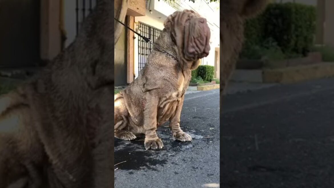 History of the Neapolitan Mastiff You’ve Never Heard ⚔️😱 #shortsfeed #history #dog History of the Neapolitan Mastiff You’ve Never Heard ⚔️😱 #shortsfeed #history #dog