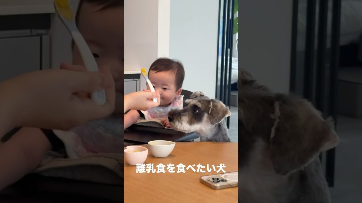 離乳食を食べたいミニチュアシュナウザー #ミニチュアシュナウザー #赤ちゃん