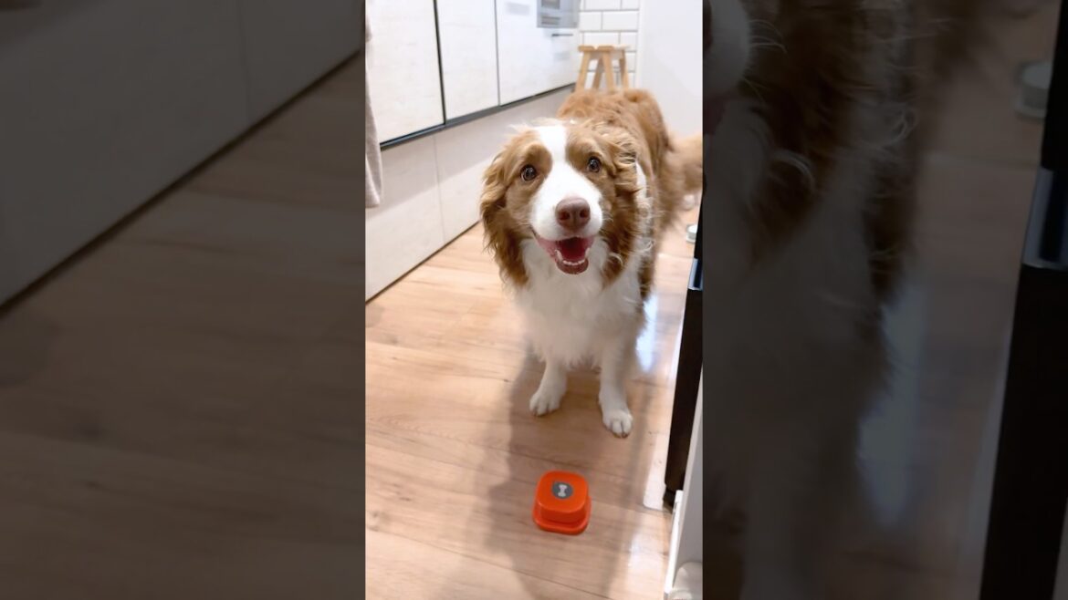 おならが出ちゃっても可愛い犬がこちら🤭♡【ボーダーコリー・オーストラリアンシェパード】#shorts