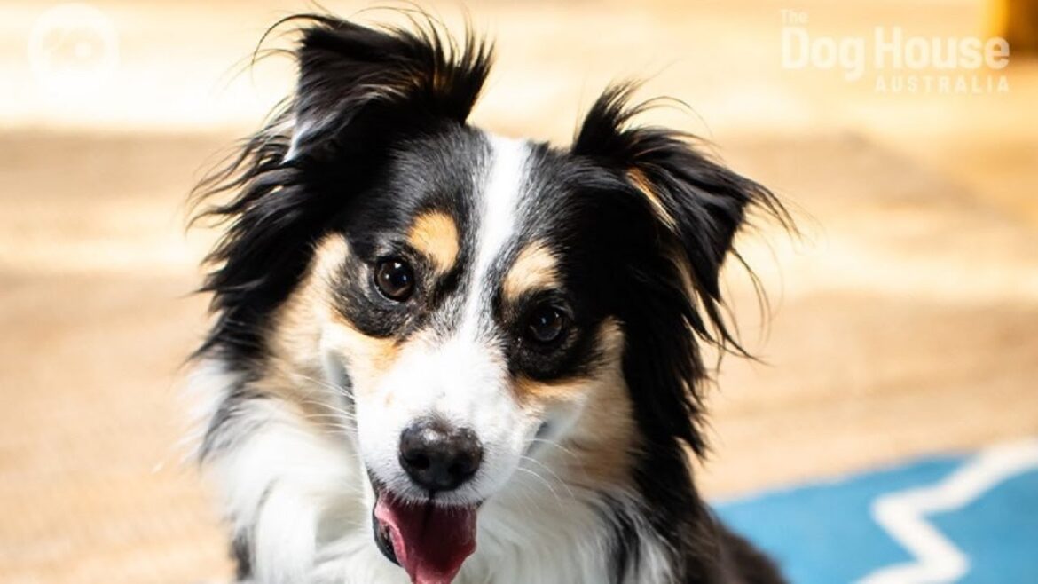 The Dog House Australia: Hunky Tom Rigby meets his match in Keira the kelpie, Lily and her family...