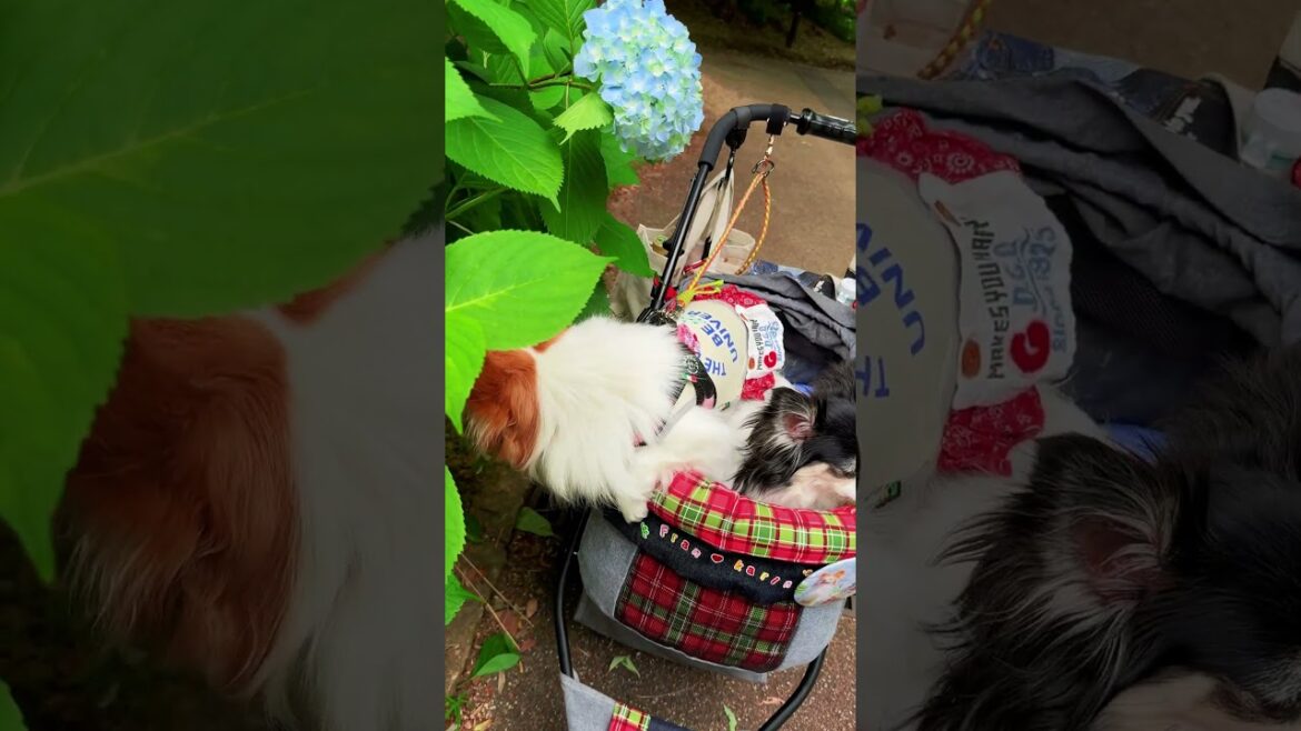 紫陽花速報#shorts[元保護犬チワワとパピヨンのかほご犬s]犬のいる暮らし/愛犬と楽しく過ごすために
