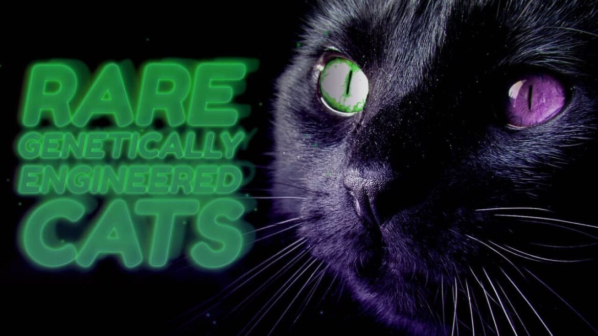 10 Exotic Cat Breeds In The World