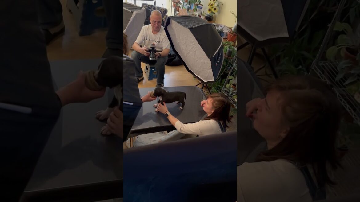 Amstaff Puppy’s Photoshoot #фотомаг #doglife #dogbreed #amstaff