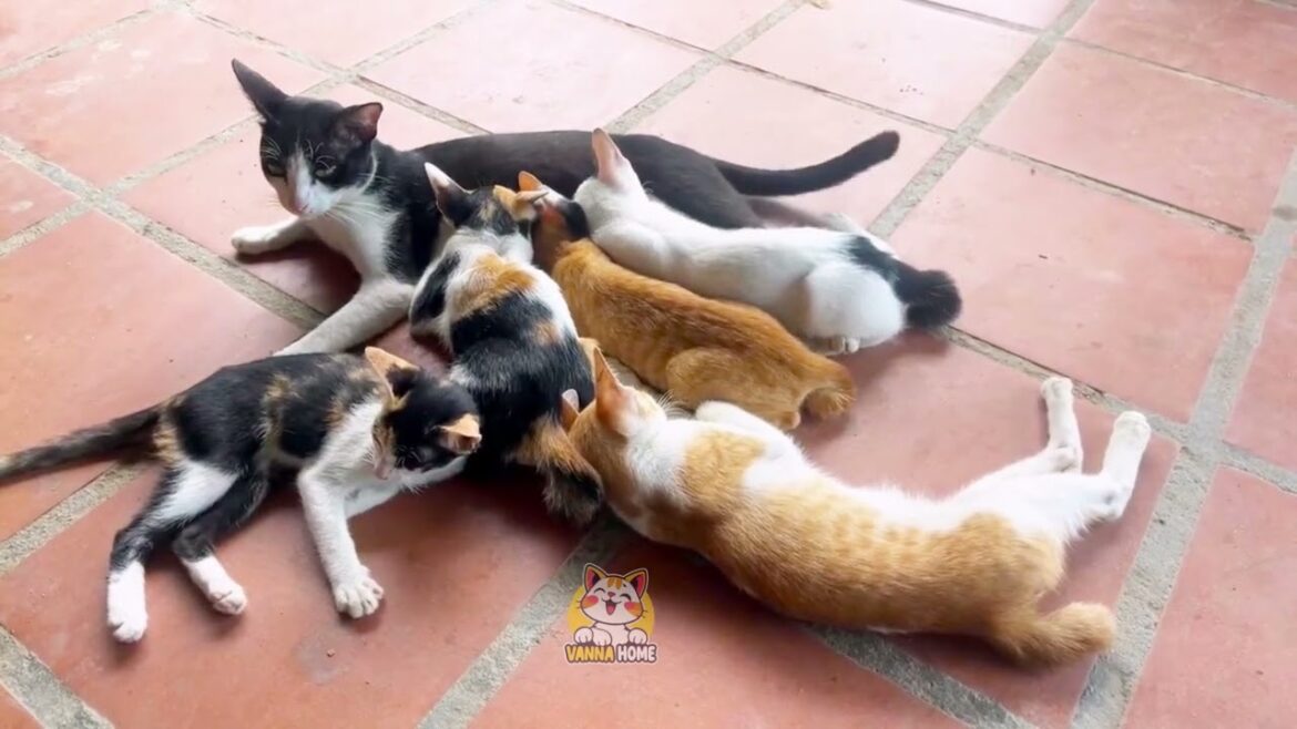 肉球とナップ:子猫と猫の毎日Paws, Naps, and Play The Life of a Kitten and a Cat#猫 (#neko)#猫好き#猫動画#加藤ちゃんが初めての風呂 肉球とナップ:子猫と猫の毎日Paws, Naps, and Play The Life of a Kitten and a Cat#猫 (#neko)#猫好き#猫動画#加藤ちゃんが初めての風呂