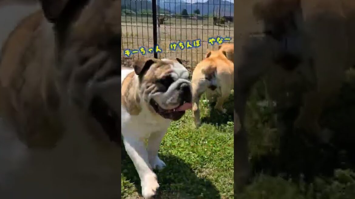 【ペラペラの宝物～笑】#ブルドッグ　キアラちゃんの大事なものは～？#Shorts