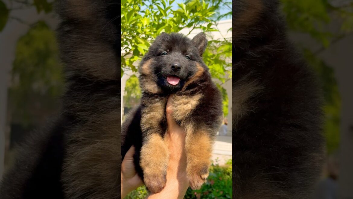 German shepherd “ #germanshepherd #gsd #facts #army #dog #germanshepheard #pitbull #dogfacts
