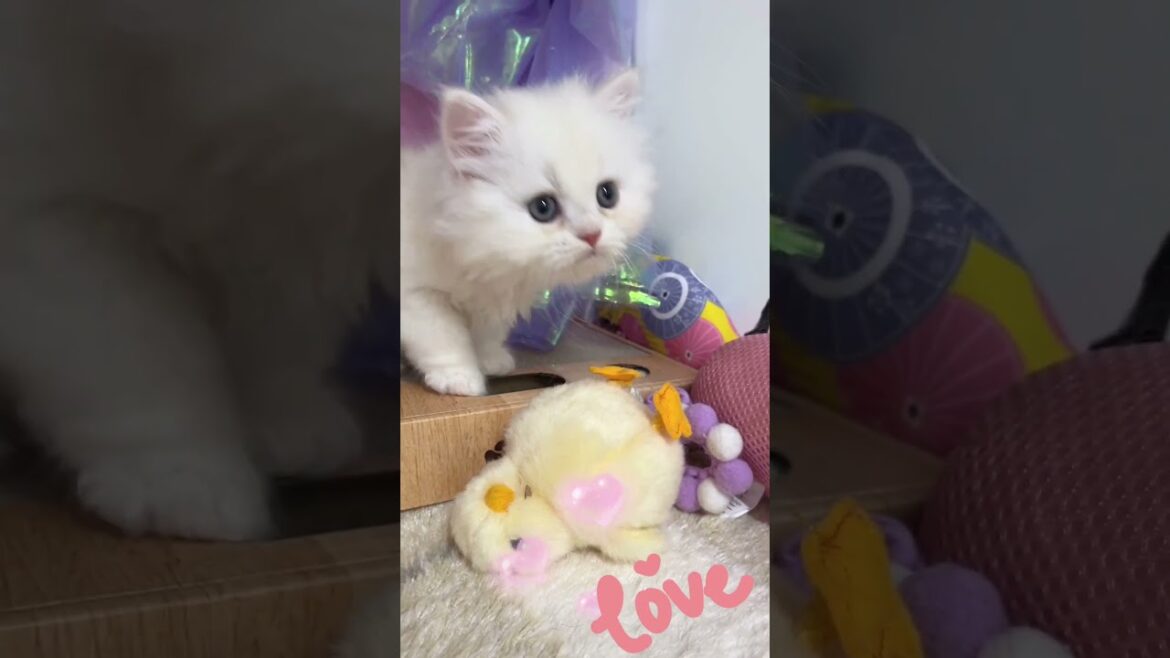 【ご家族様募集中】長足ミヌエット男の子♡ #cat  #かわいい子猫 #kitten #子猫 #cute #子猫ブリーダー #長足マンチカン #短足ミヌエット #子ネコ