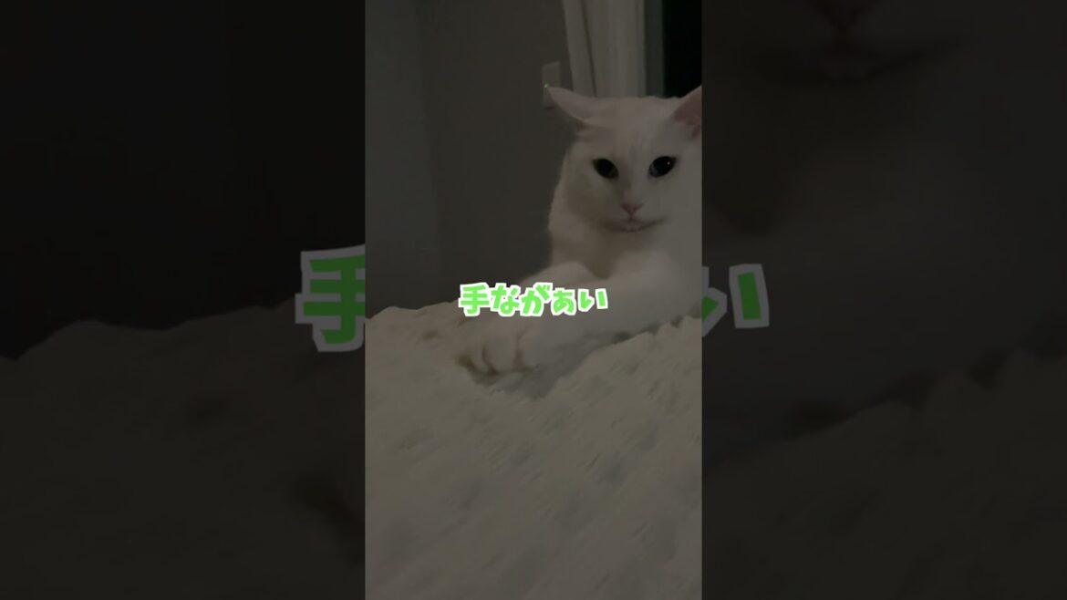 スフィンクスな猫