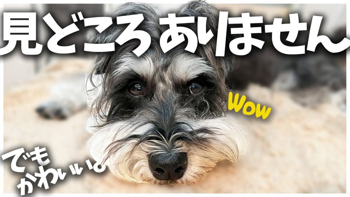 毎日毎日かわいいをくれる犬に感謝です。|ミニチュアシュナウザー