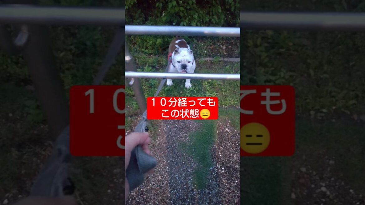 高齢犬の散歩愛が爆発し飼い主に嬉しい悲劇が起こります#short#犬#ブルドッグ