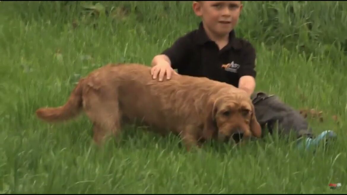 Petit Basset Griffon Vendeen