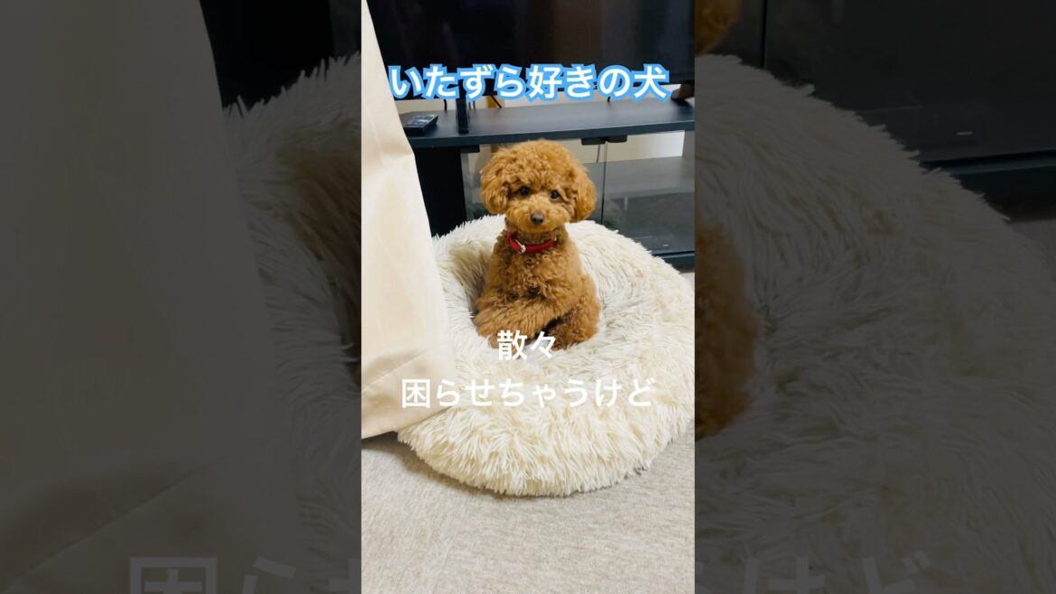 いたずら好きの犬#トイプードル #toypoodle #oshinoko #anime #animesong