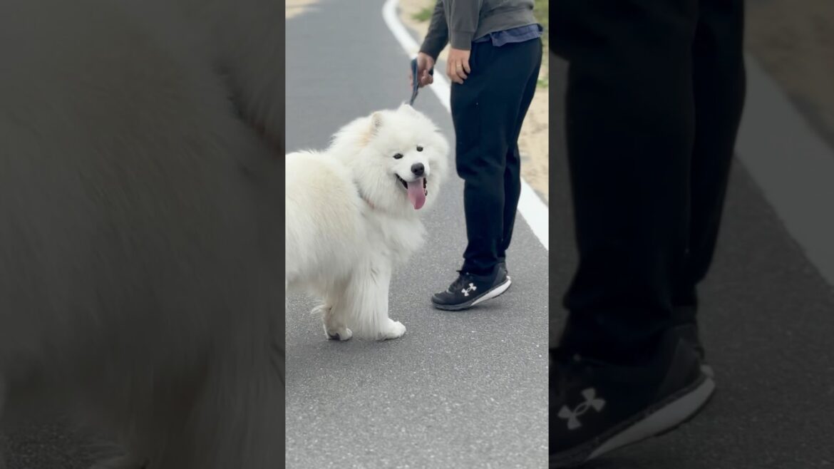 お散歩が楽しすぎて嬉しさ爆発する、サモエド　#サモエド #大型犬のいる生活 #大型犬 #samoyed