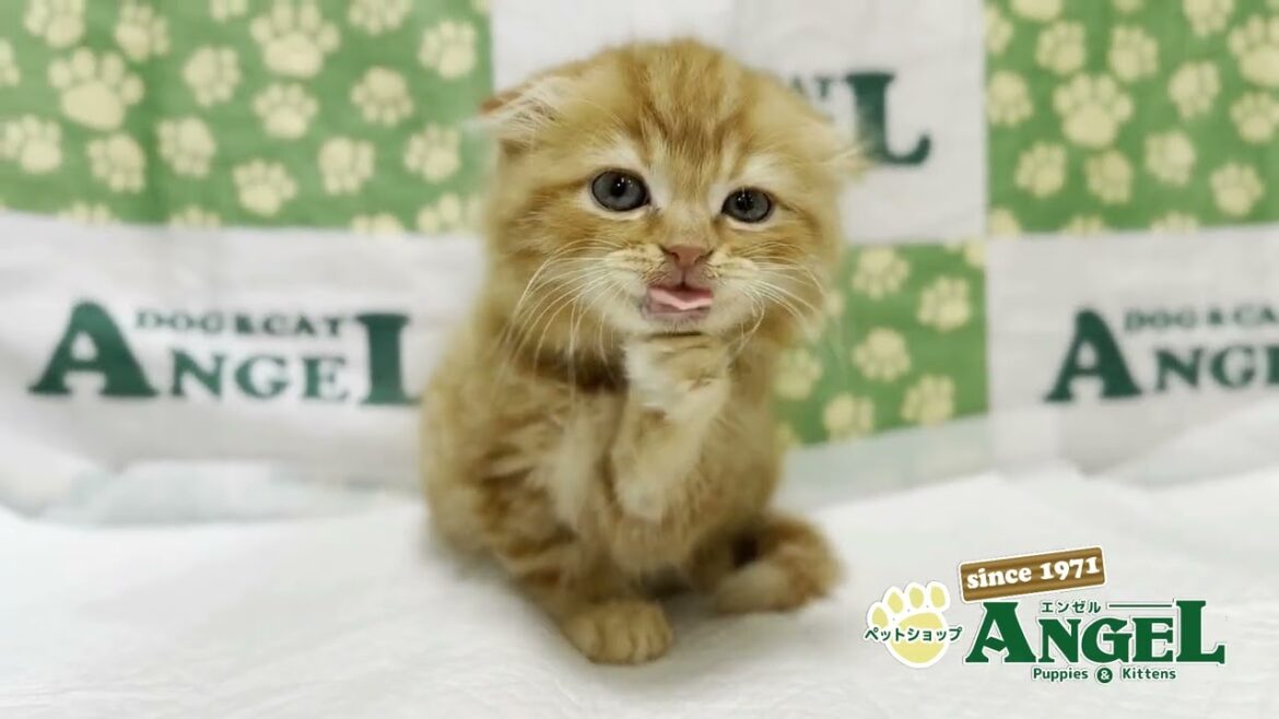 スコティッシュフォールド 2505204 【ペットショップエンゼル 子犬・子猫販売】 スコティッシュフォールド 2505204 【ペットショップエンゼル 子犬・子猫販売】