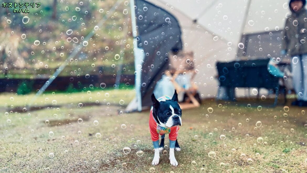 大雨の中、愛犬と車中泊キャンプに行ってきました